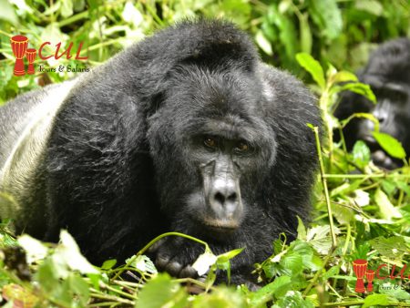 Gorilla
