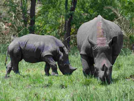 Uganda-ziwa-rhino-sanctuary