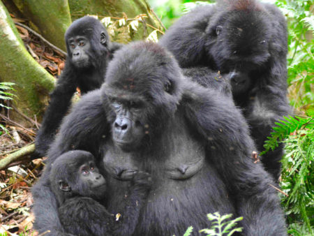 gorillas
